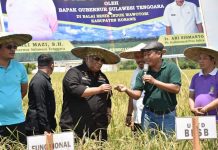 Panen Padi Trisakti, Ali Mazi Wujudkan Sultra Sebagai Lumbung Pangan