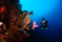 Bawah Laut Batu Atas, Surga Tersembunyi di Selatan Pulau Buton