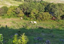 Pembangunan Peternakan Sapi di Rongi Diprotes