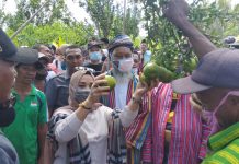 Jeruk Siompu Digenjot Jadi Ikon Pariwisata