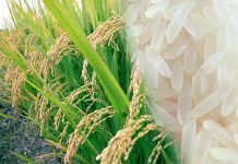 Dewan Sorot Program Padi Organik, Pemkab Butur Sebut Anggaran Pengembangan Masih Rasional