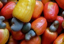 Lahan Perkebunan Jambu Mete di Buteng Capai 13 Ribu Hektar