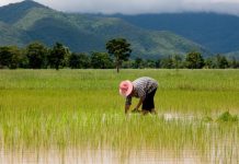 2.000 Hektar Lahan di Buteng Berpotensi jadi Persawahan