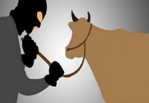 Pencurian Hewan Ternak Marak di Kabaena