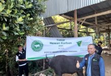 Dompet Dhuafa Sultra Qurban 350 Ekor Sapi