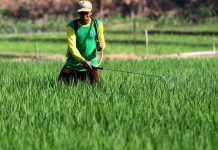 Petani di Bombana Keluhkan Tingginya Harga Herbisida