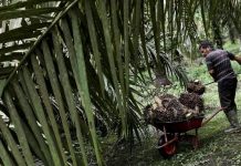 Demo Petani Sawit se-Indonesia Digelar Hari Ini, Tuntut 5 Hal