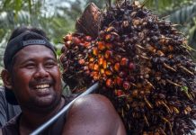 Malaysia Kuasai Pasar Sawit Usai Jokowi Terbitkan Larangan Ekspor CPO
