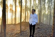 Jokowi Teken Perpres Otorita IKN, Persiapan Hijrah Ibu Kota Dimulai