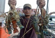 Buteng Bertekad jadi Lumbung Lobster di Sultra Ilustrasi