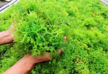 Tingkatkan Produksi Rumput Laut, DKP Buteng Keciprat DAK Rp 2 Miliar Ilustrasi