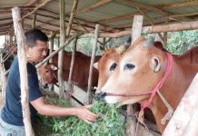 Dua Ekor Sapi Bantuan Gubernur Sultra Tiba di Busel Ilustrasi