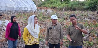 Waode Rabia Tinjau Sentra Produksi Garam di Buton Utara